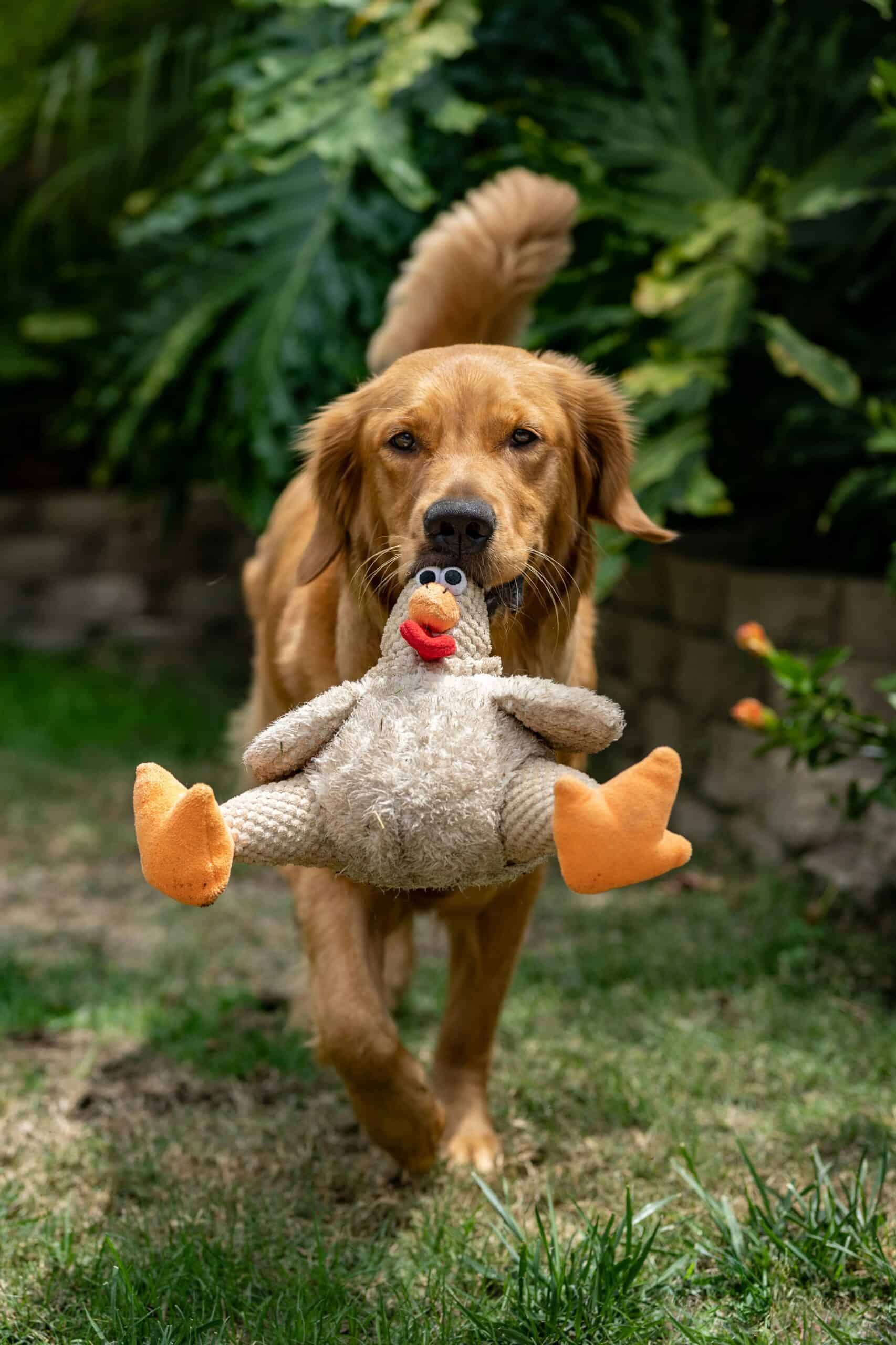 Golden Retriever con juguete pato de peluche — juguetes únicos para perros felices TERRAVITA en Colombia