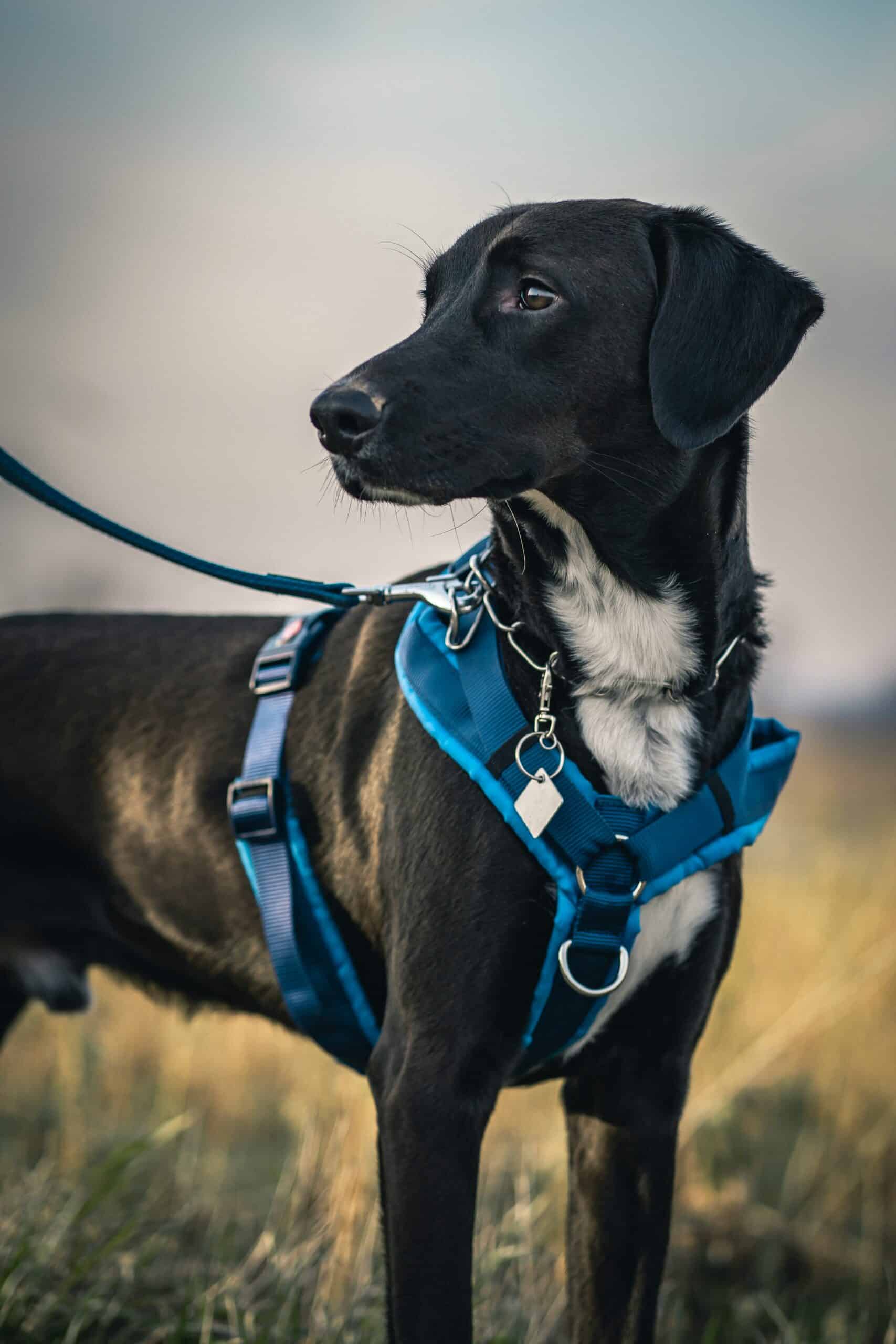 Perro con arnés azul para paseo seguro — arneses y accesorios para perros TERRAVITA Colombia